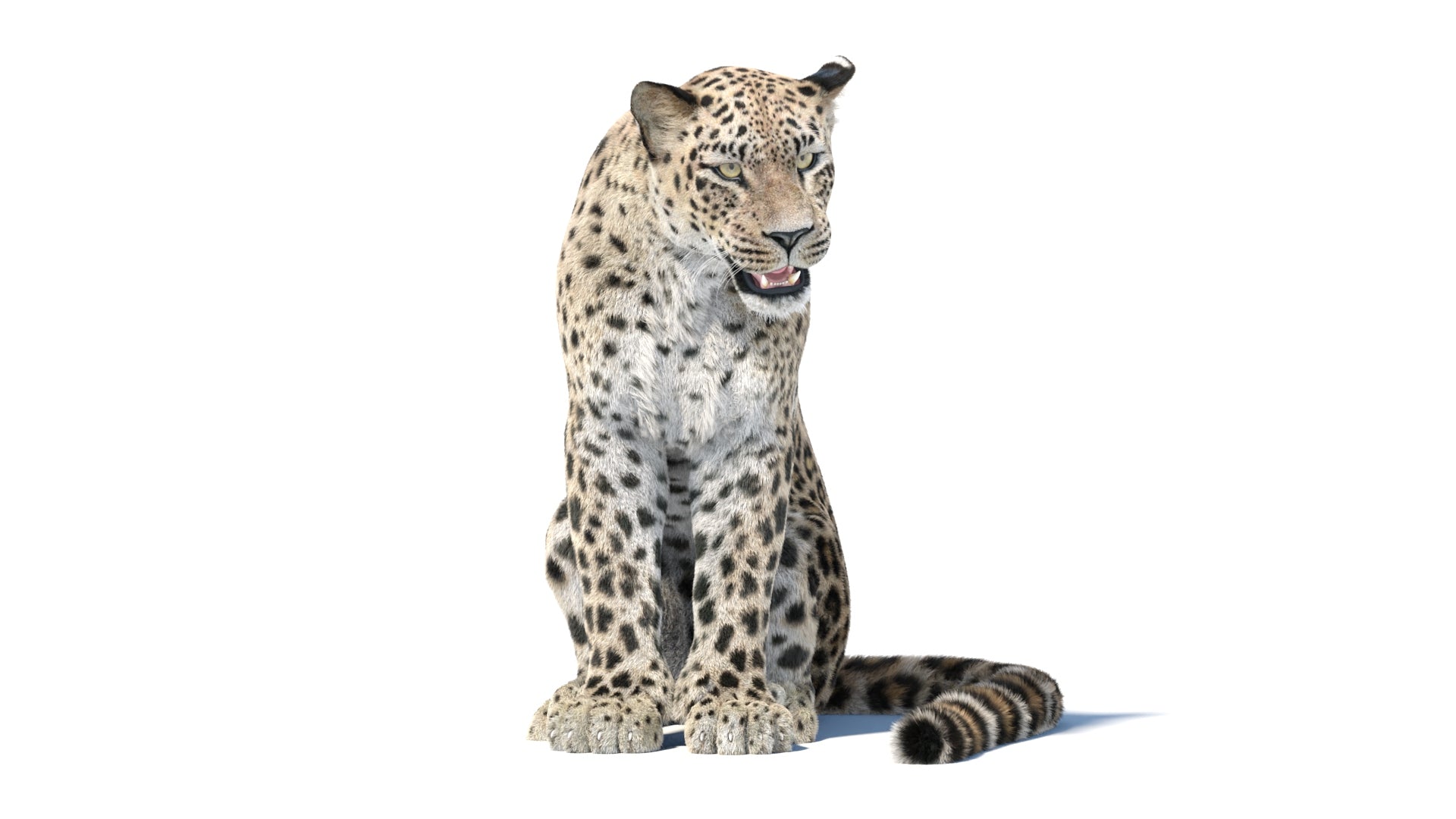 Animated Persian Leopard 3D Model with Fur - Sitting Pose