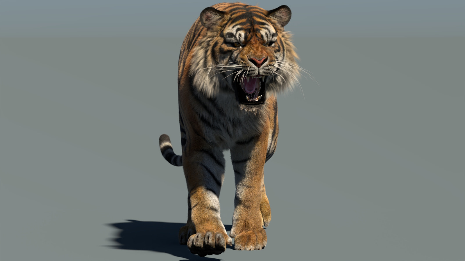 Animated Sumatran Tiger 3D Model  features detailed hair and fur grooming