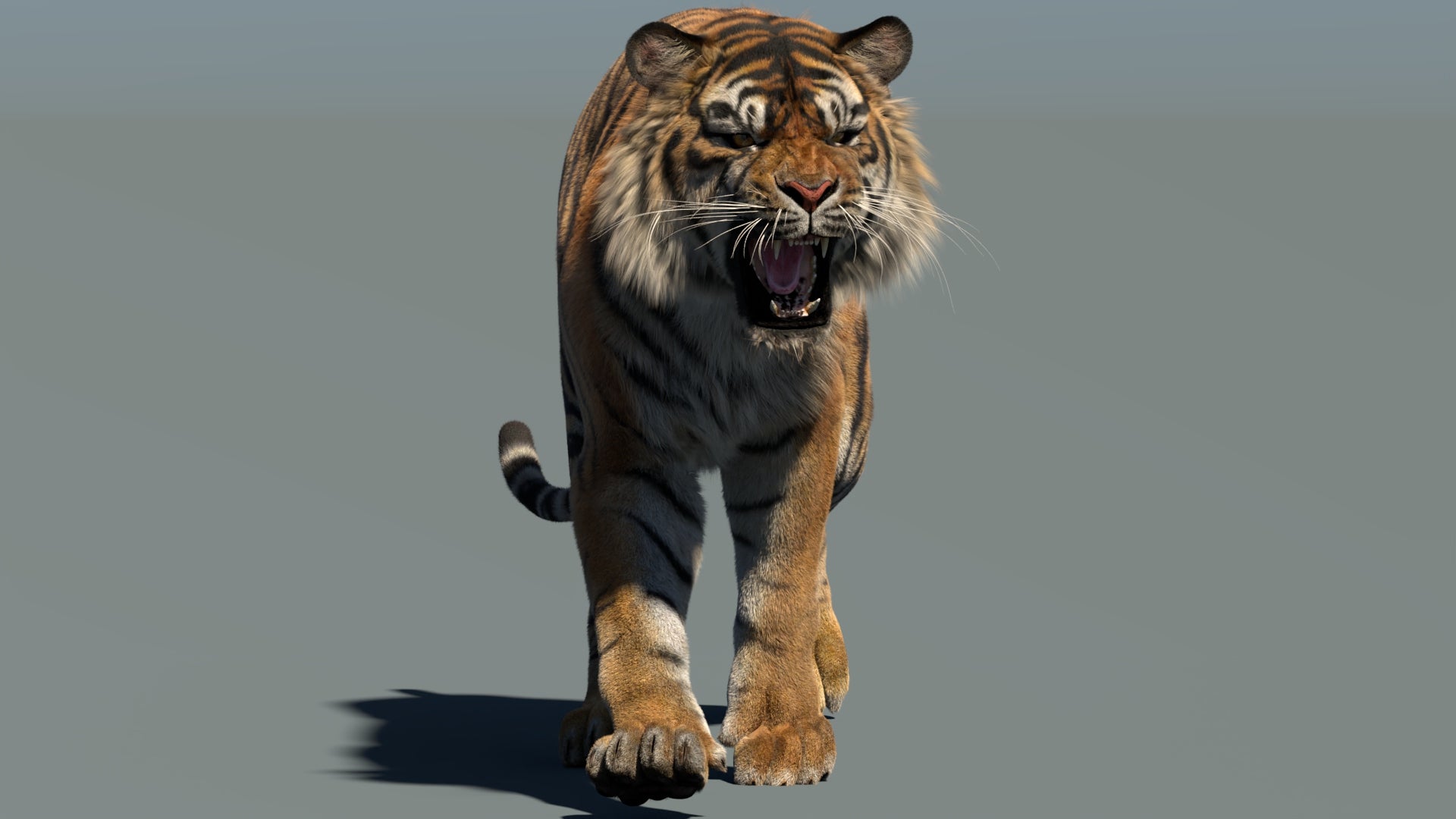 Highly Detailed Tiger 3D Model with Fur