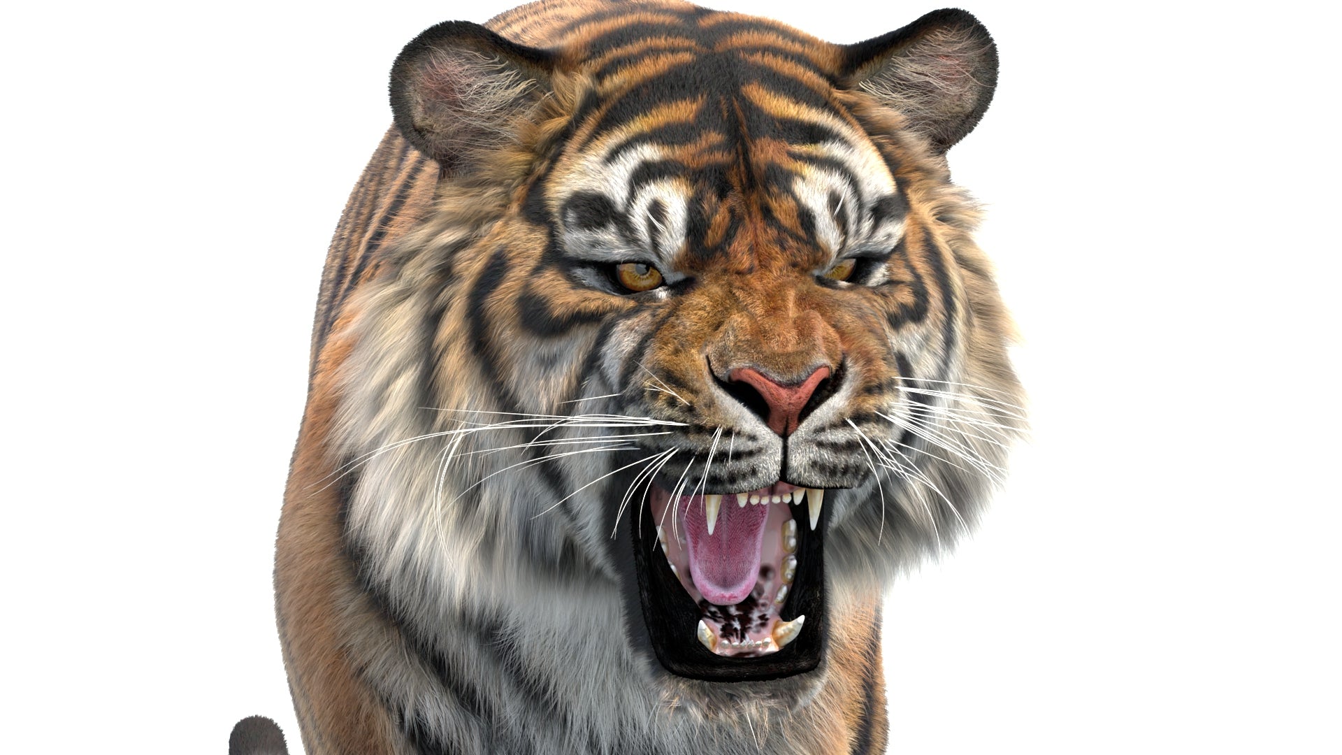 Animated Tiger 3D model with detailed fur, roaring head close-up, ideal for rendering, games, and VFX