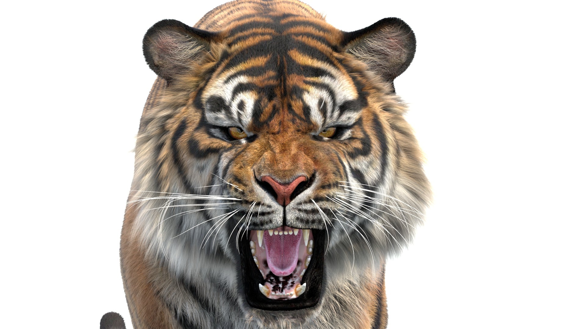 Roaring Sumatran tiger 3D model head close-up with detailed hair and fur 