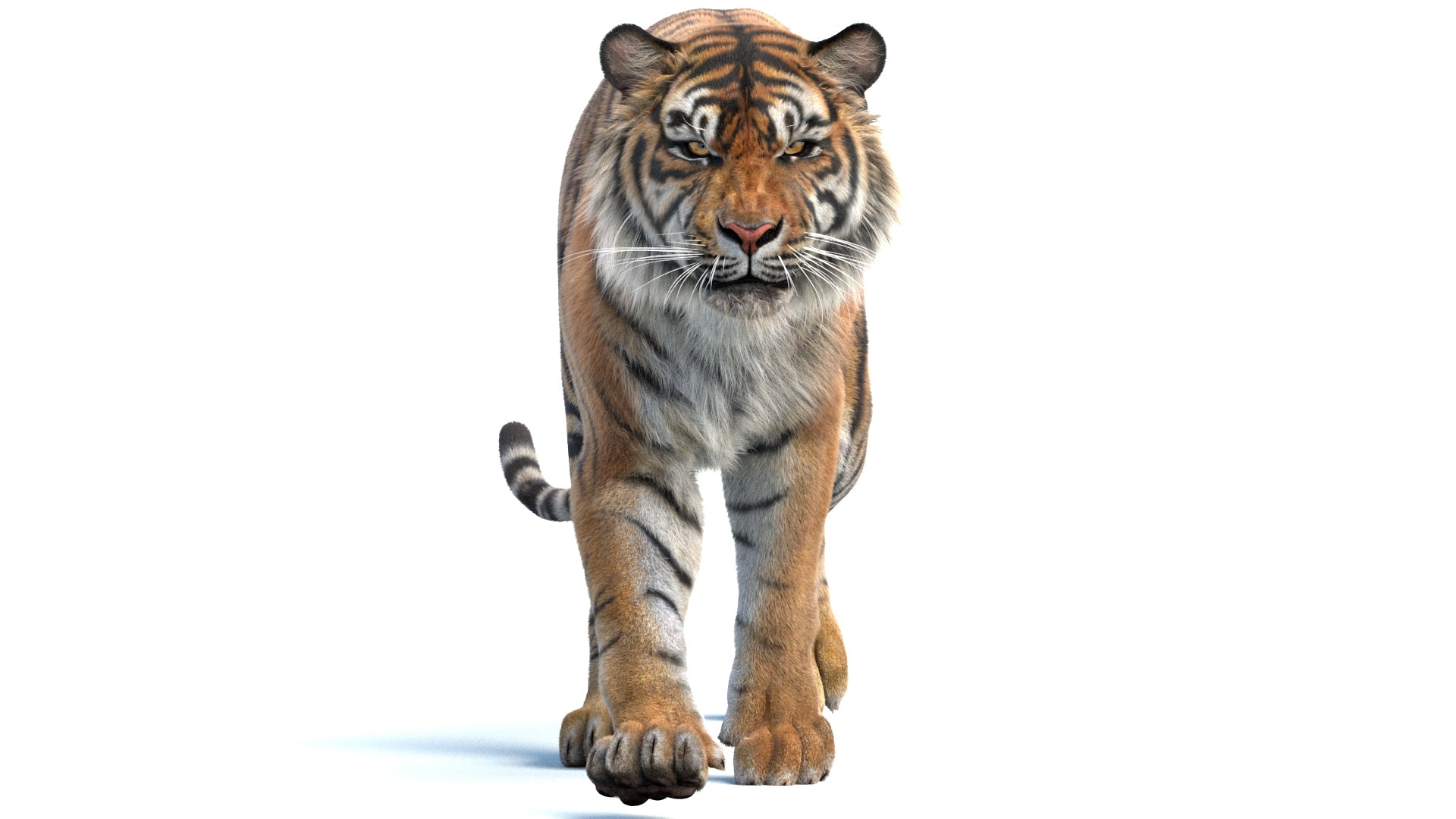 Realistic 3D tiger model render on white background: - Walk pose for purchase and download