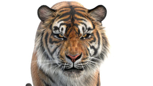 Buy realistic 3D tiger model: face close-up on white background Thumbnail