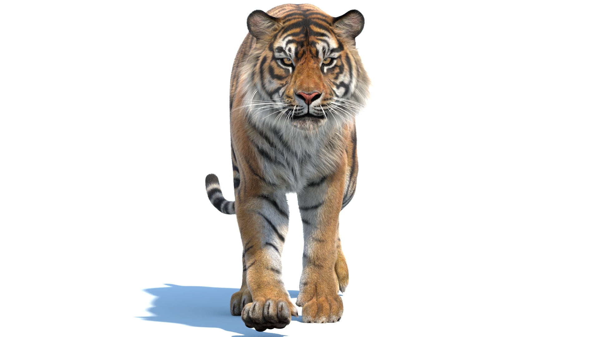 True-to-Life Tiger 3D Model with Fur : 