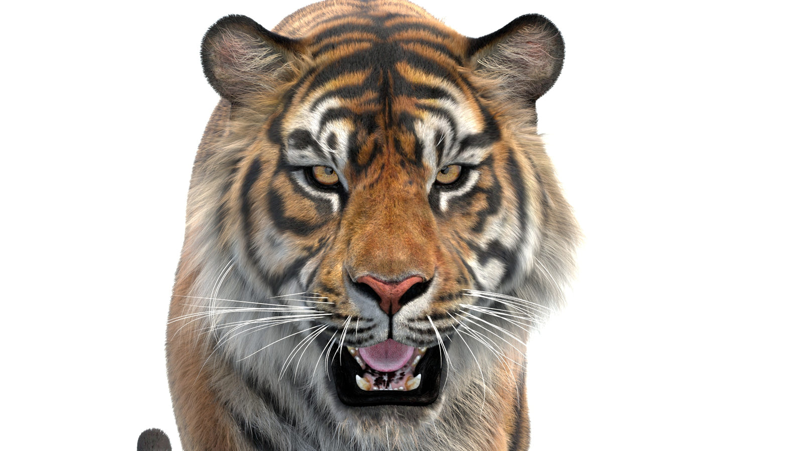 Animated Big Cat 3D Model - Lion, Tiger, Leopard, and cheetah - Hair and Fur | Bundle