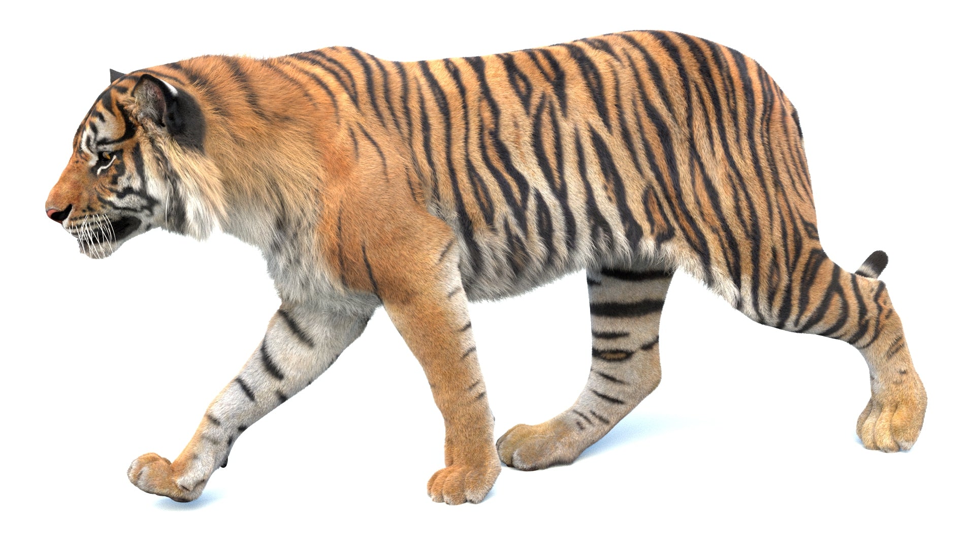 Realistic 3D tiger model walking on white background for VFX, CGI and Film projects
