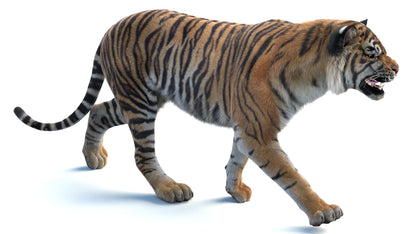 Big Cat 3D Model Rigged Animated Fur Bundle