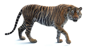 3D rendered tiger model on a white background for purchase Thumbnail