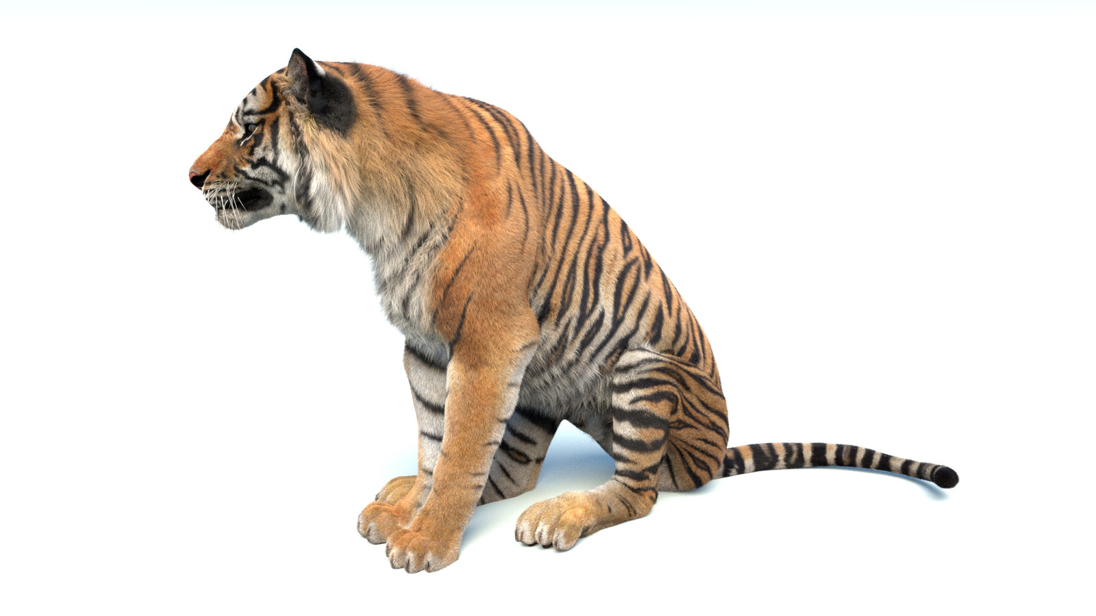 Side view of a sitting tiger on a white background