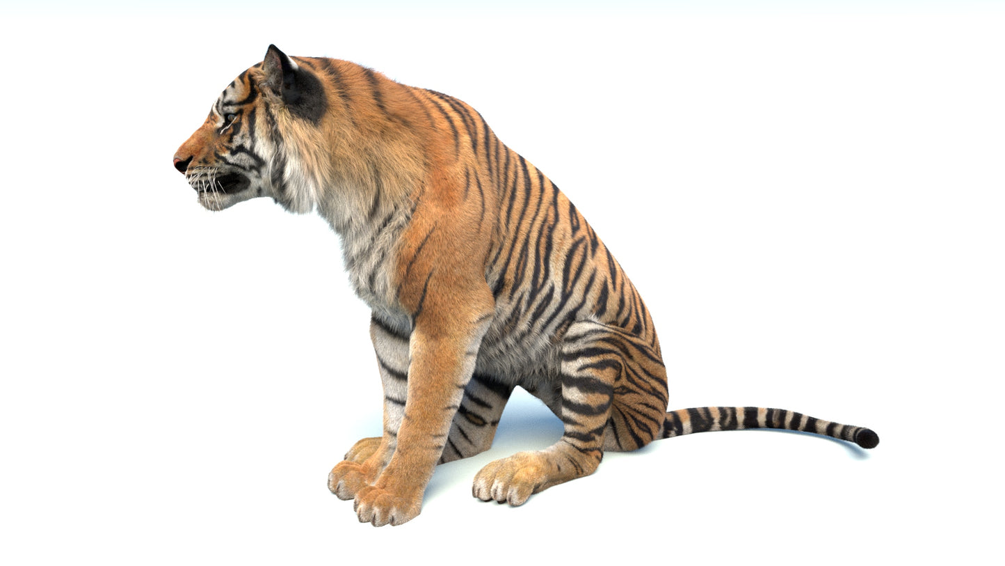 Big Cat 3D Model Rigged Animated Fur Bundle