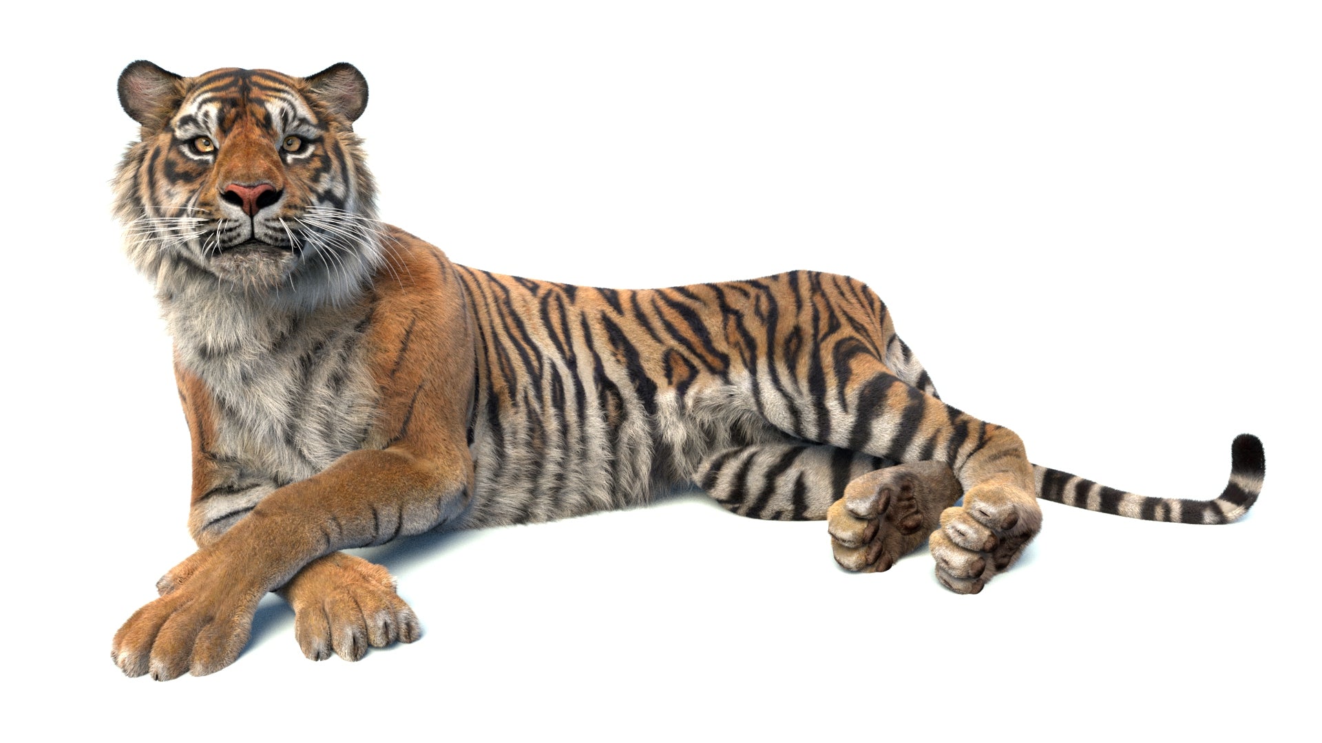 Tiger 3D model lying down Pose