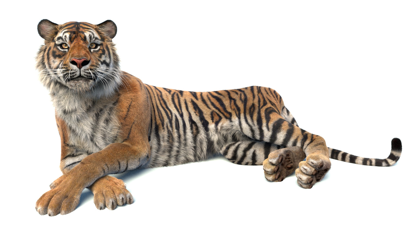 Big Cat 3D Model Rigged Animated Fur Bundle