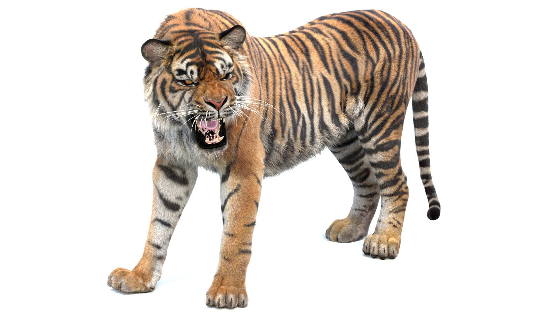 Realistic tiger 3D model roaring with an angry expression
