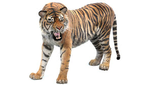 Animated Big Cat 3D Model - Lion, Tiger, Leopard, and cheetah - Hair and Fur | Bundle Thumbnail