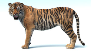 Tiger 3D model looking from the side, highly realistic Thumbnail