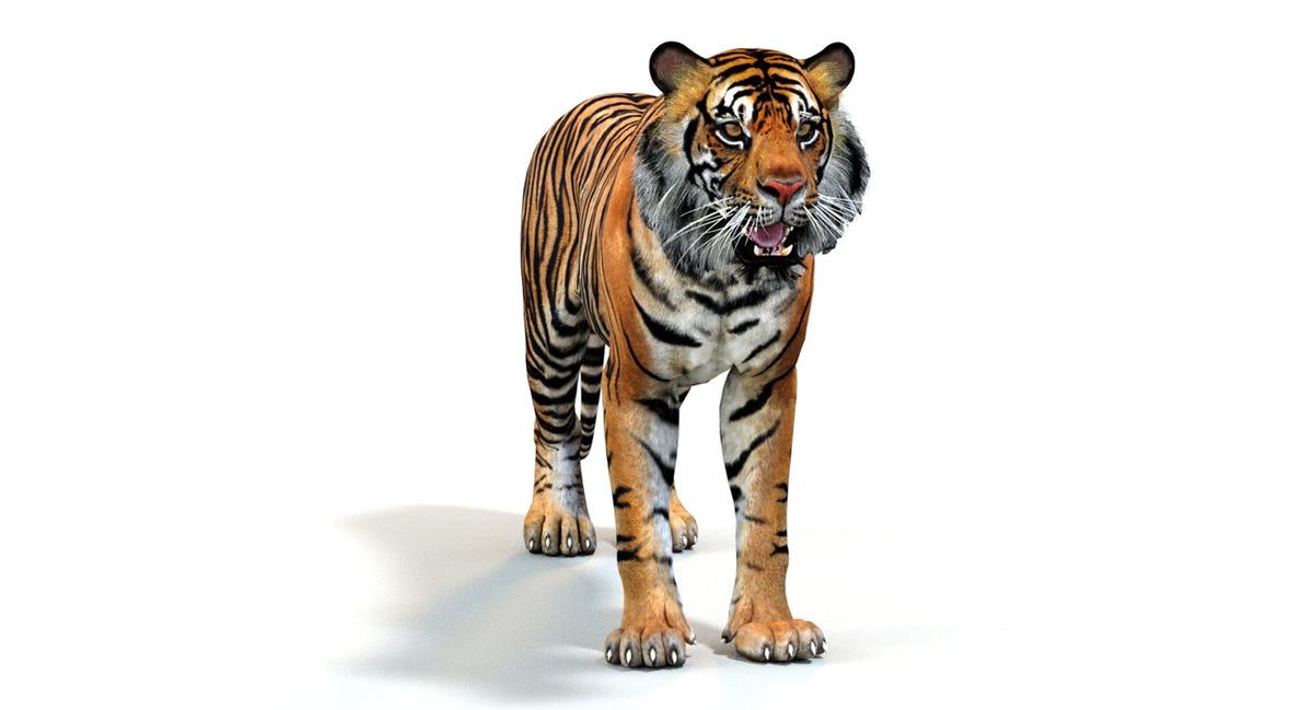 Animated Tiger 3D Model - Game Ready | Hair Cards - 360 Degree View