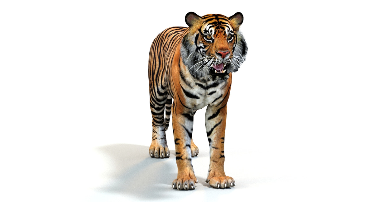 Animated Tiger 3D Model Polygonal Mane - 360 Degree View