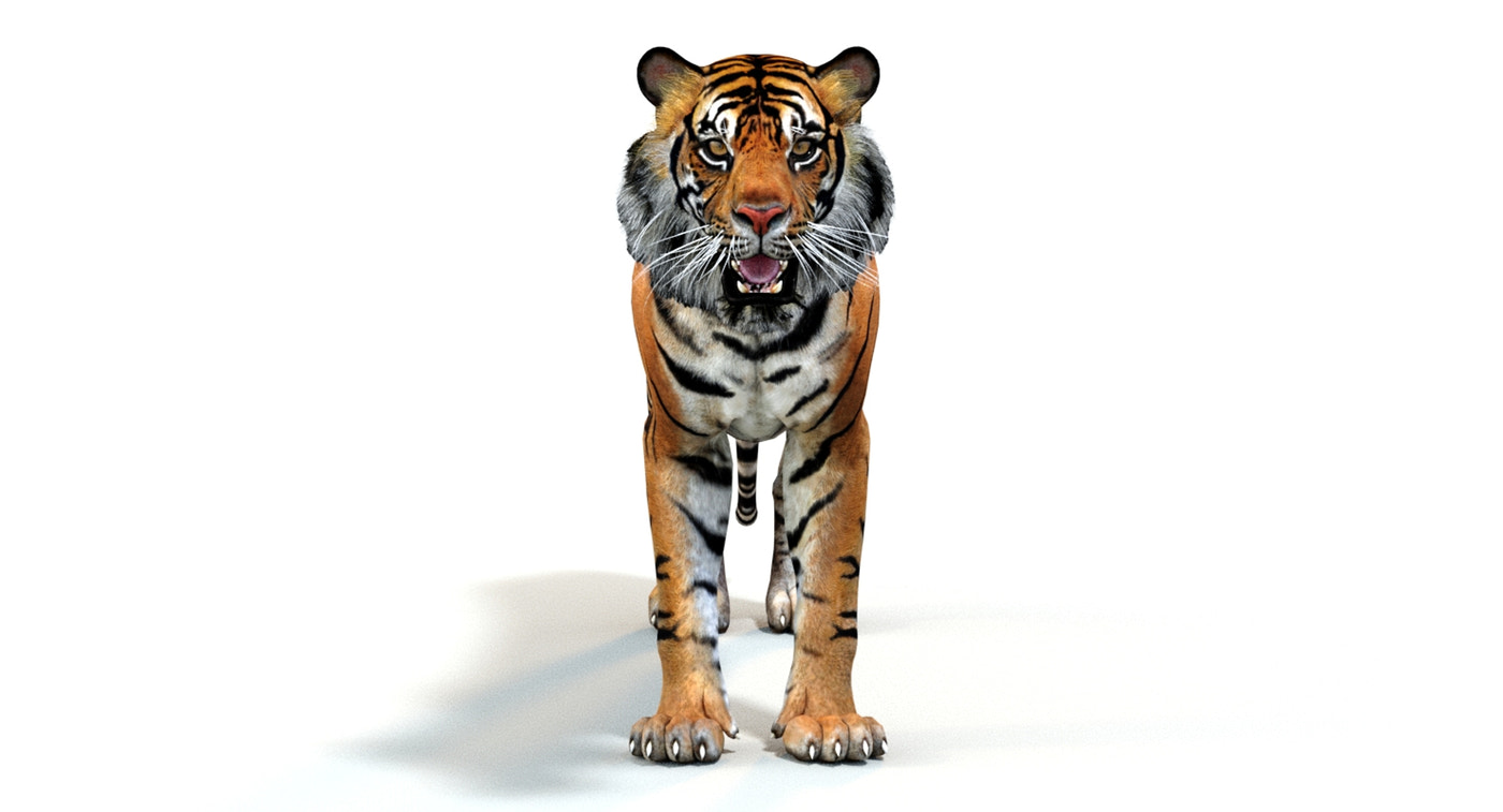 Animated Tiger 3D Model Polygonal Mane - 360 Degree View