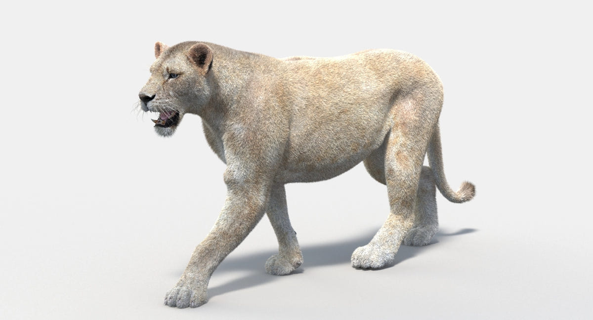 Animated White Lion 3D Model - Hair and Fur - 360 Degree View
