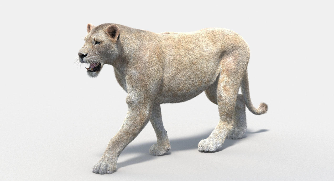Animated White Lion 3D Model Fur - 360 Degree View