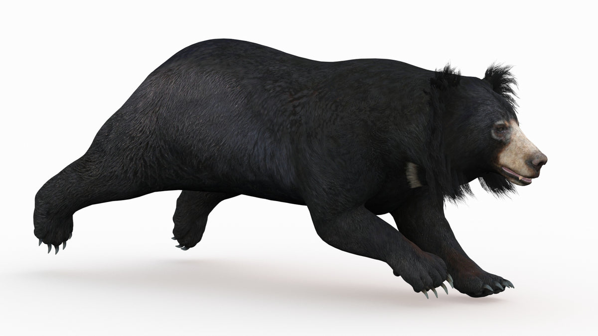 Animated Bear Family 3D Bundle — Black Bear and Sloth Bear - 360 Degree View