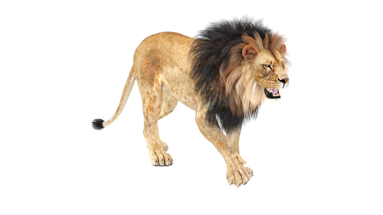 Lion 3D Model Animated 360° view 1 frame 4
