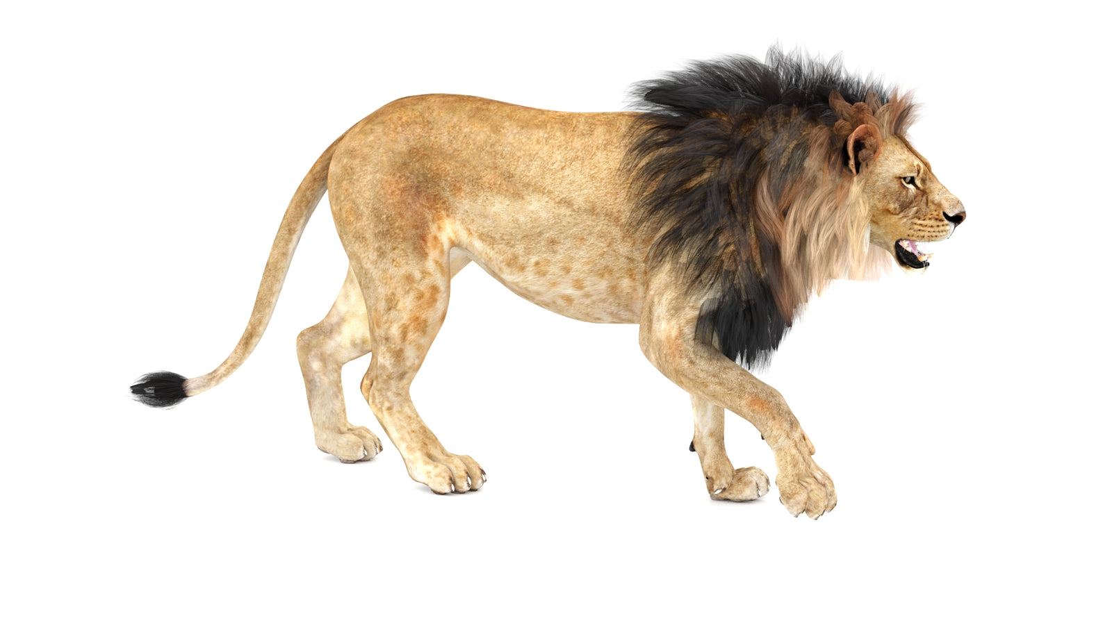 Lion 3D Model Animated 360° view 1 frame 7