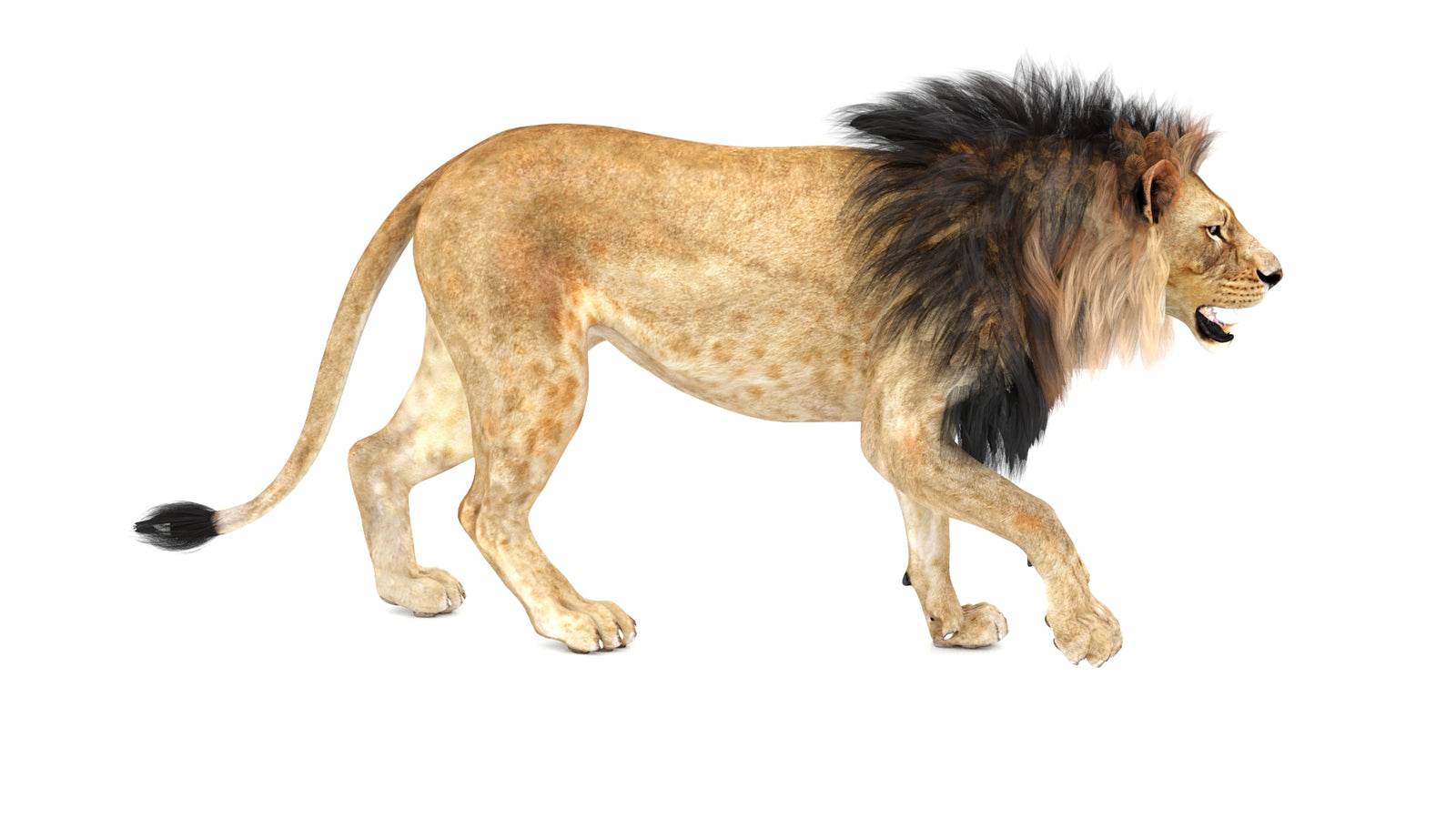 Lion 3D Model Animated 360° view 1 frame 8