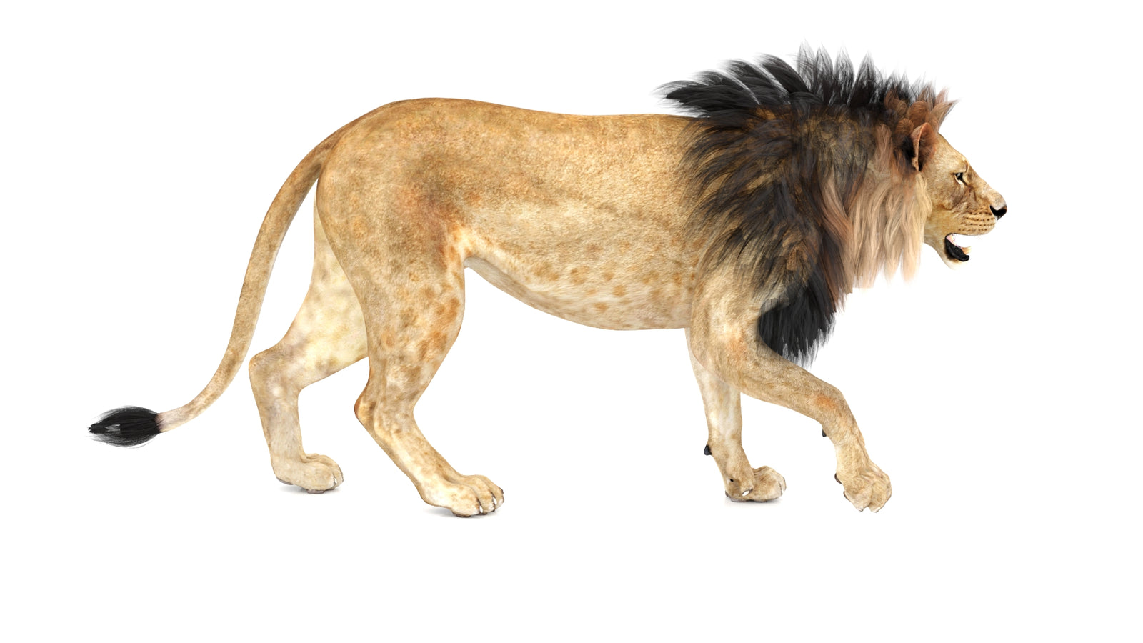 Lion 3D Model Animated 360° view 1 frame 9
