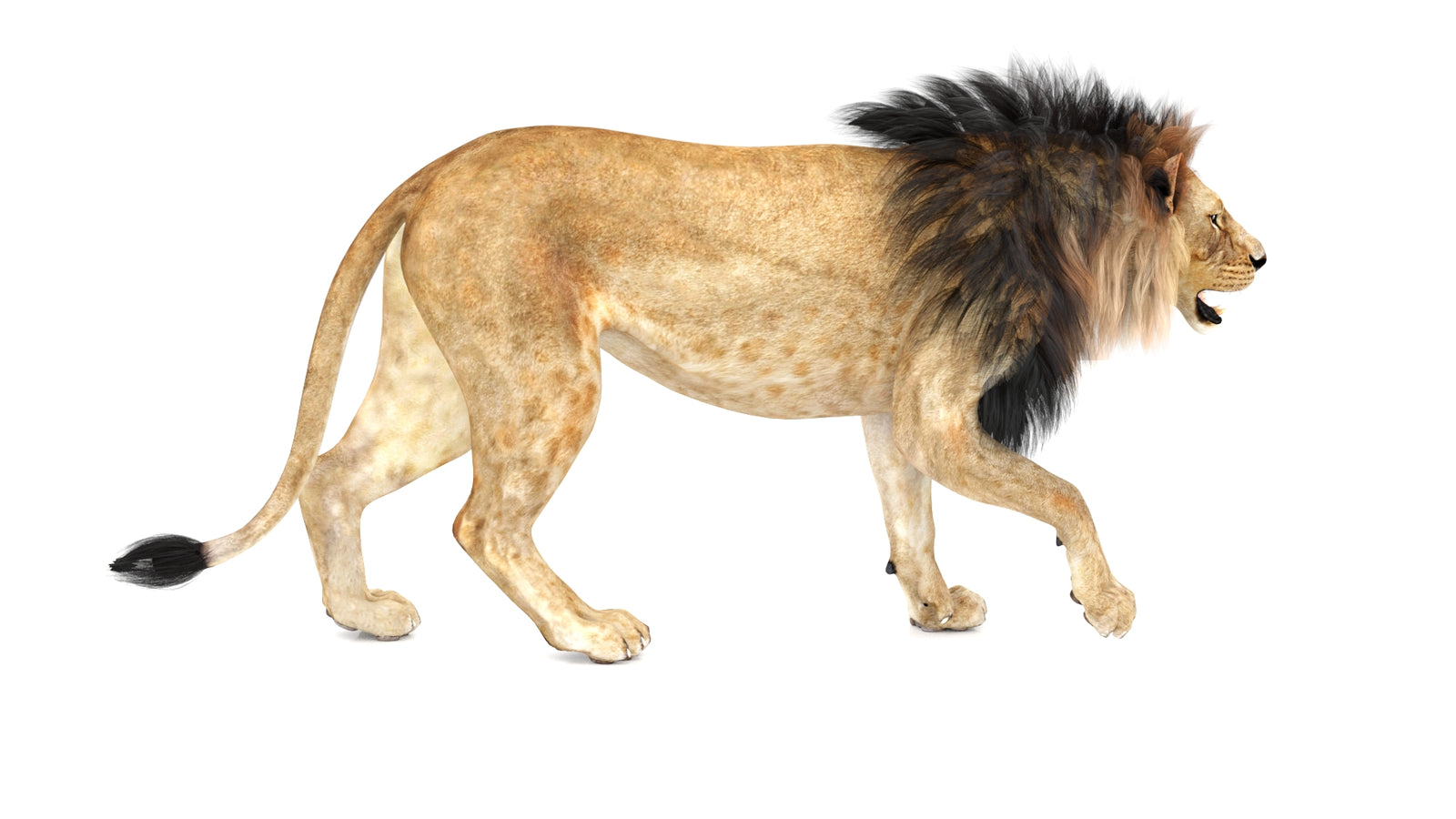 Lion 3D Model Animated 360° view 1 frame 10