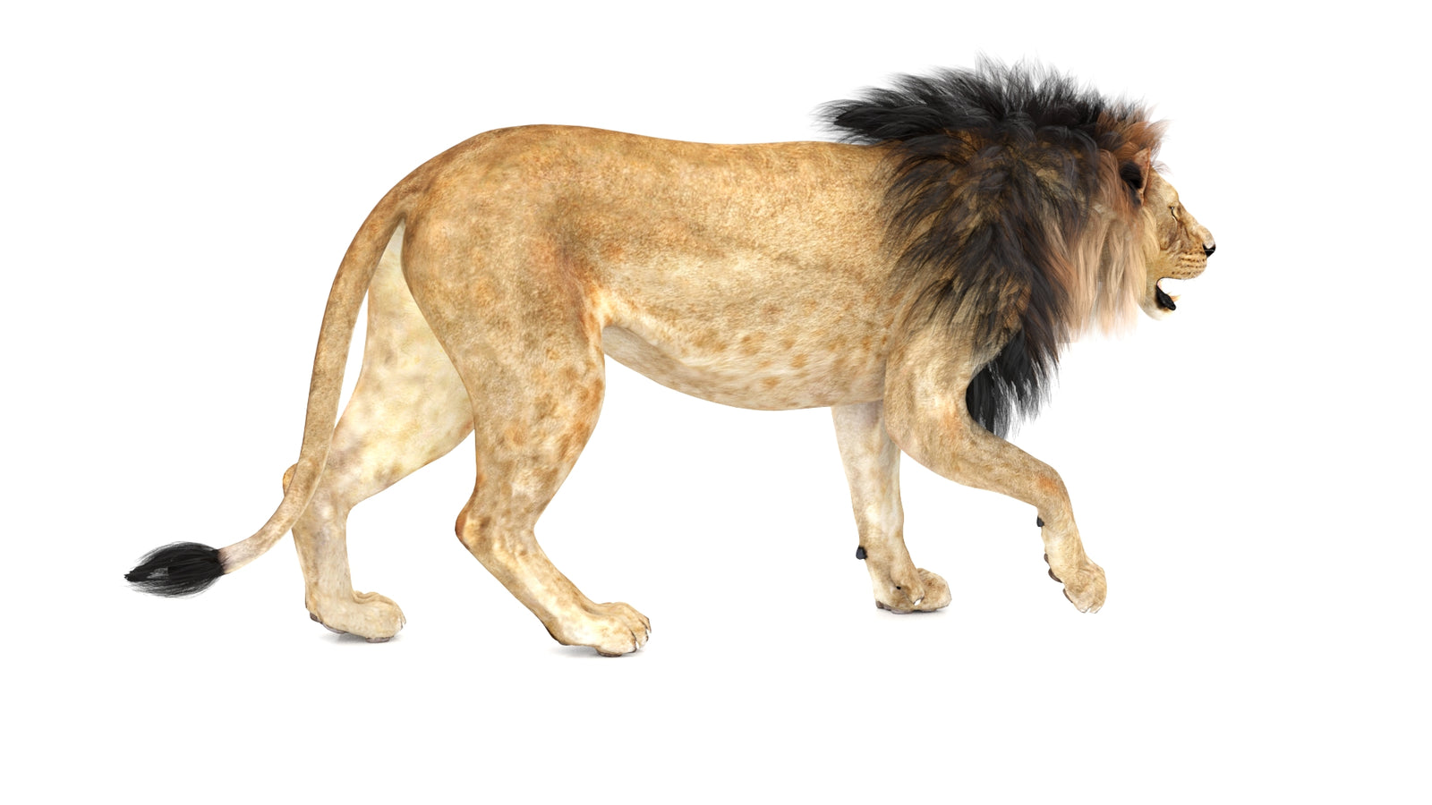 Lion 3D Model Animated 360° view 1 frame 11