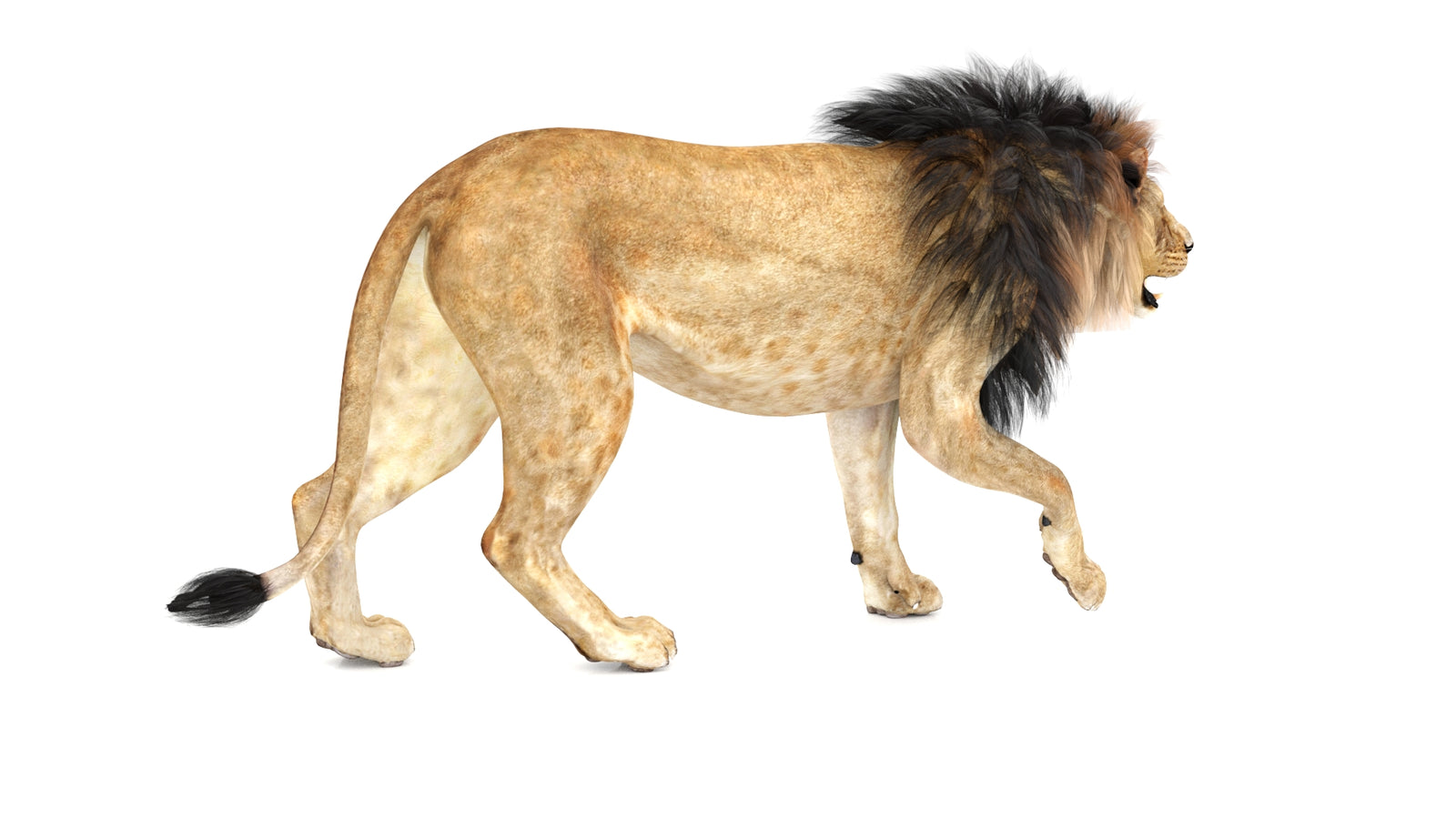 Lion 3D Model Animated 360° view 1 frame 12