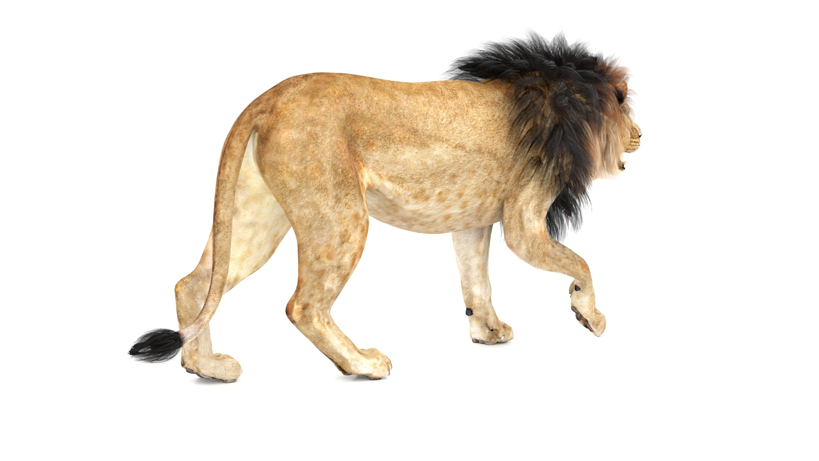 Lion 3D Model Animated 360° view 1 frame 13