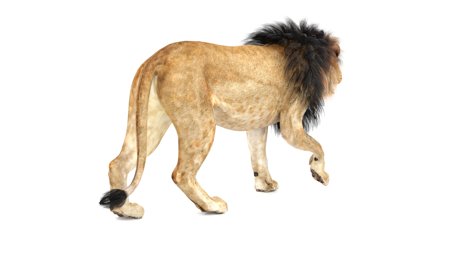 Lion 3D Model Animated 360° view 1 frame 14