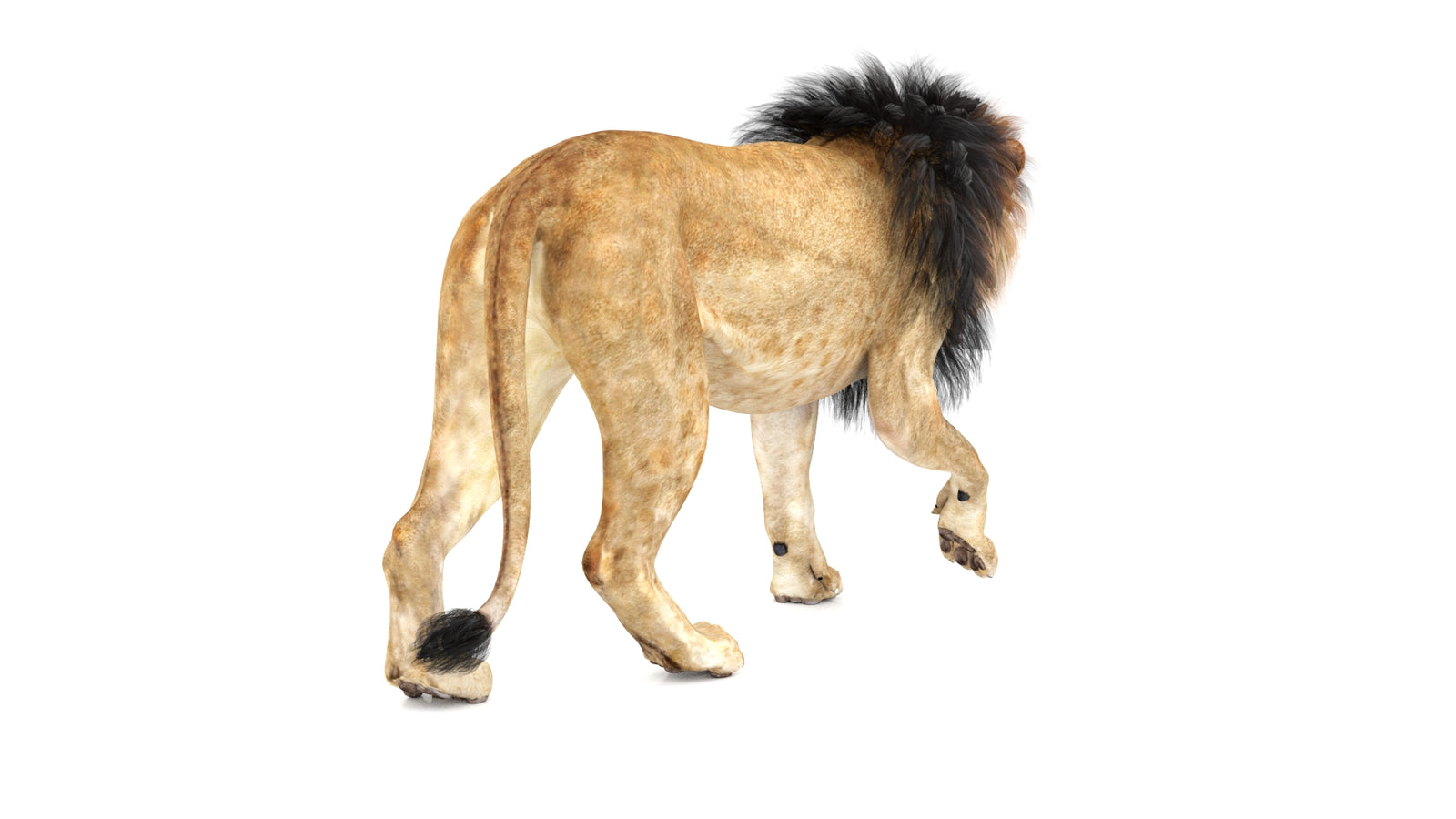 Lion 3D Model Animated 360° view 1 frame 15