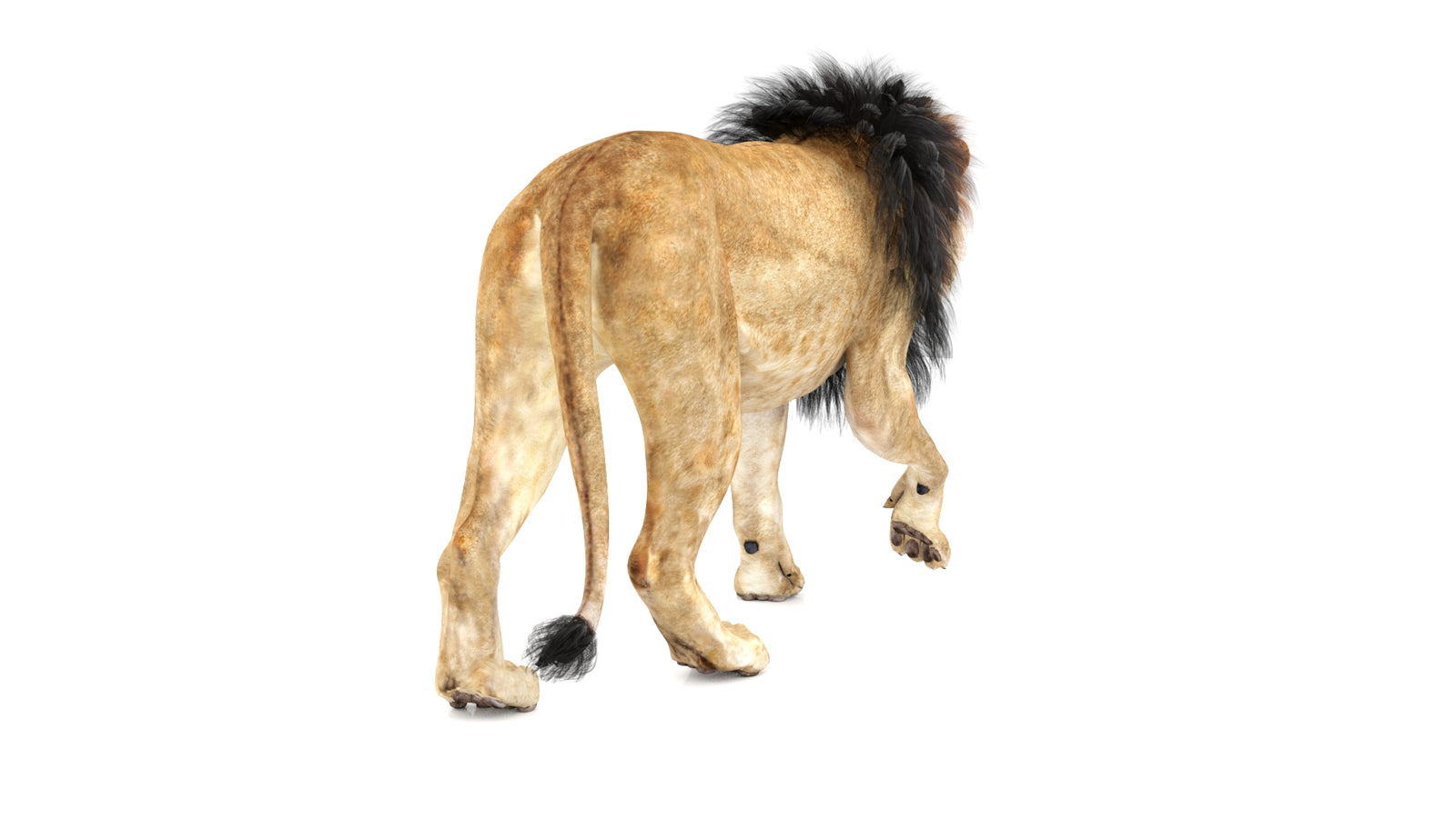 Lion 3D Model Animated 360° view 1 frame 16
