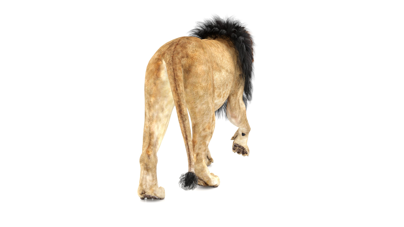 Lion 3D Model Animated 360° view 1 frame 17