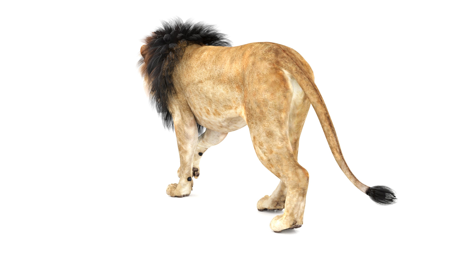 Lion 3D Model Animated 360° view 1 frame 22