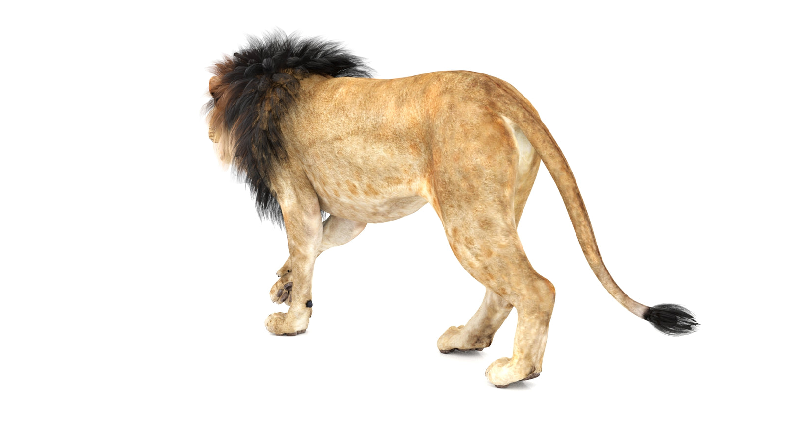 Lion 3D Model Animated 360° view 1 frame 23