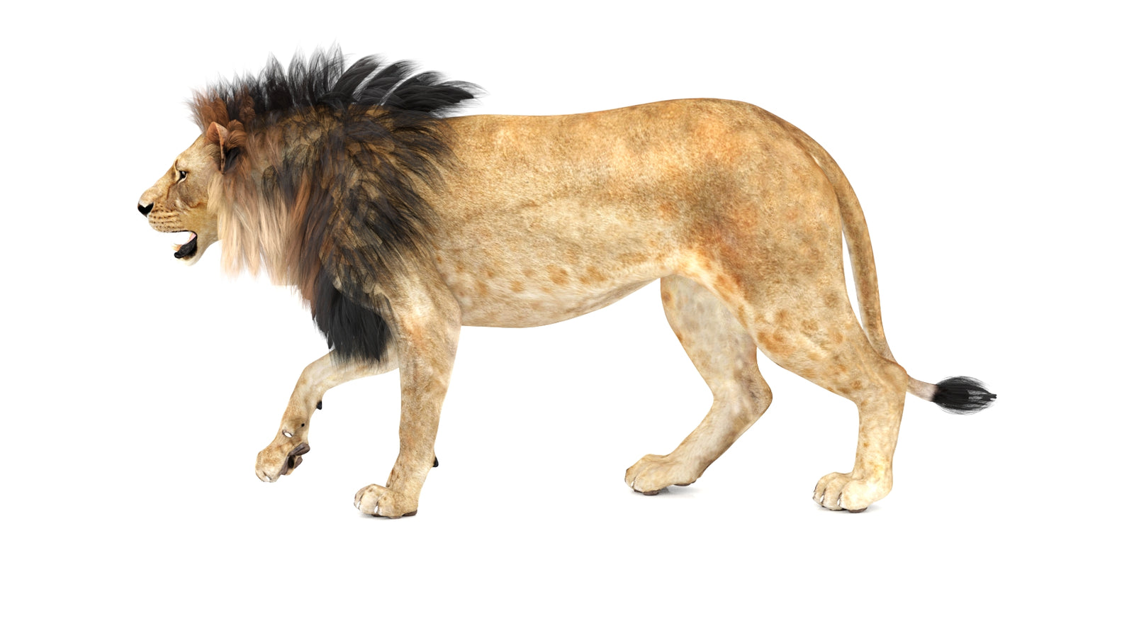 Lion 3D Model Animated 360° view 1 frame 28