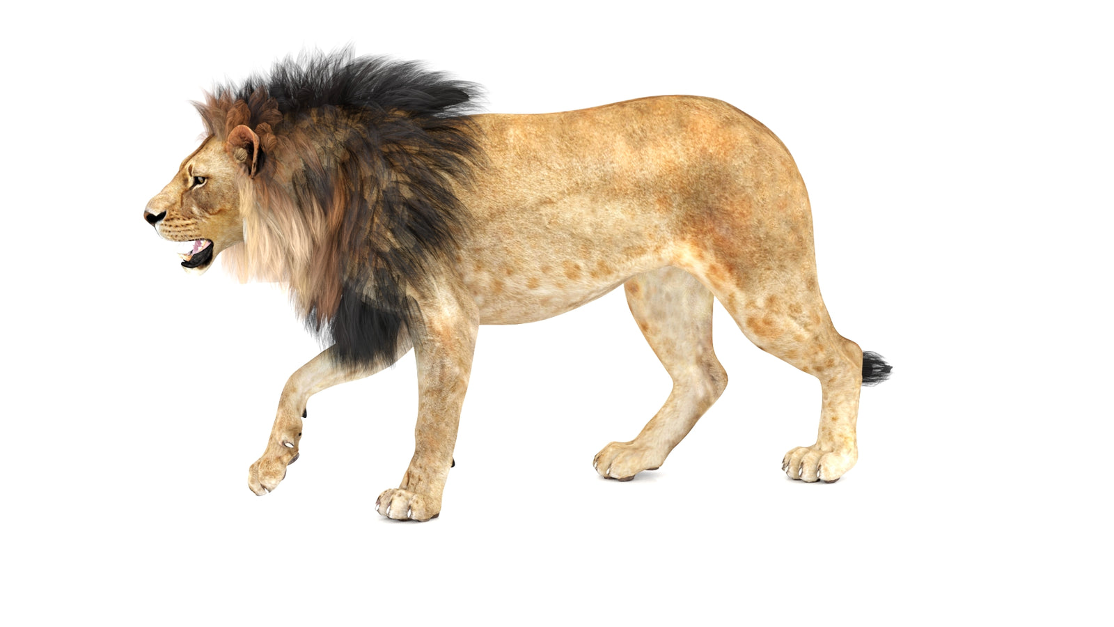 Lion 3D Model Animated 360° view 1 frame 30