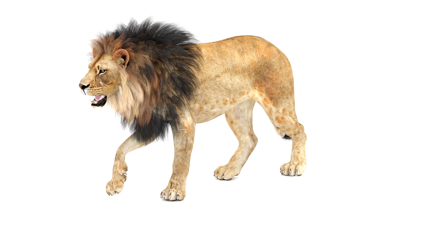 Lion 3D Model Animated 360° view 1 frame 32
