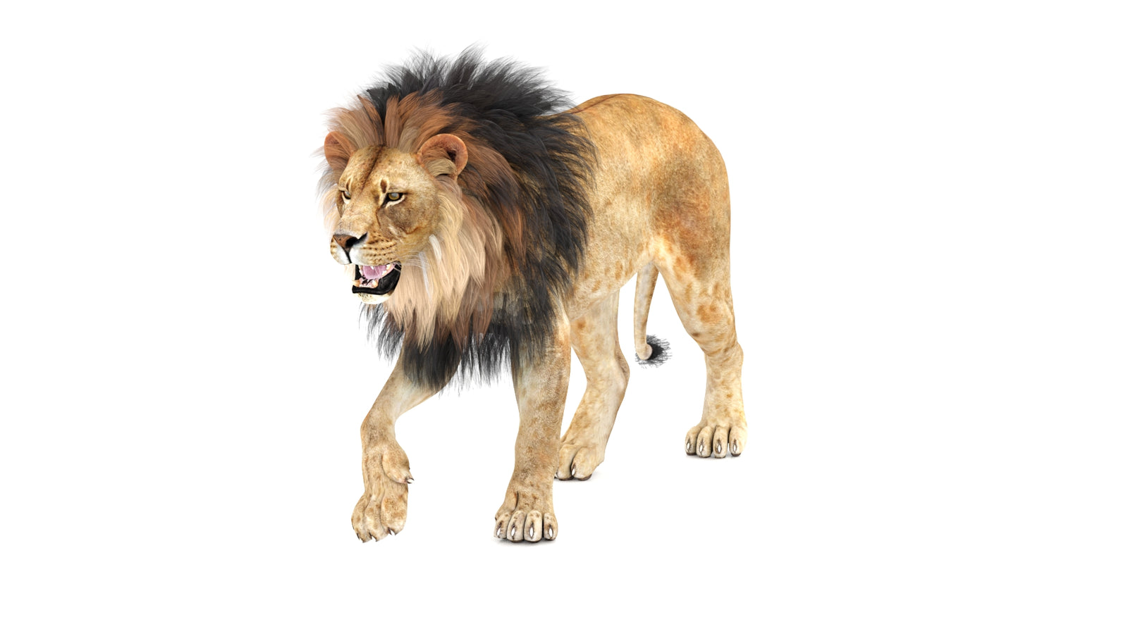 Lion 3D Model Animated 360° view 1 frame 34