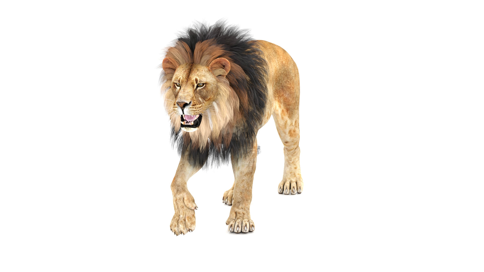 Lion 3D Model Animated 360° view 1 frame 35
