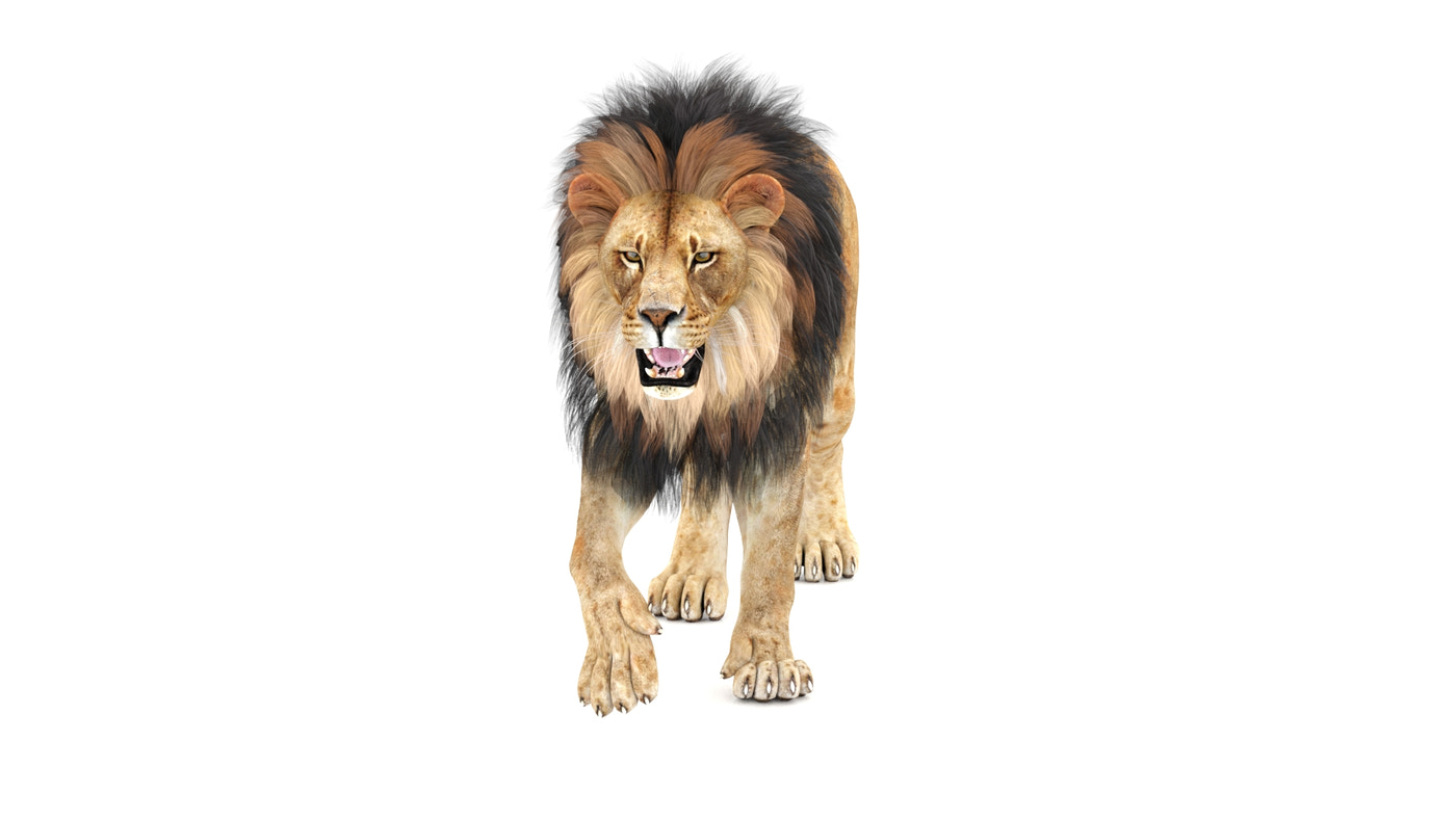 Animated Lion 3D Model (Game-Ready) - 360 Degree View