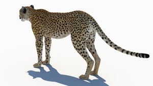 Authentic Cheetah 3D Model for Download Thumbnail
