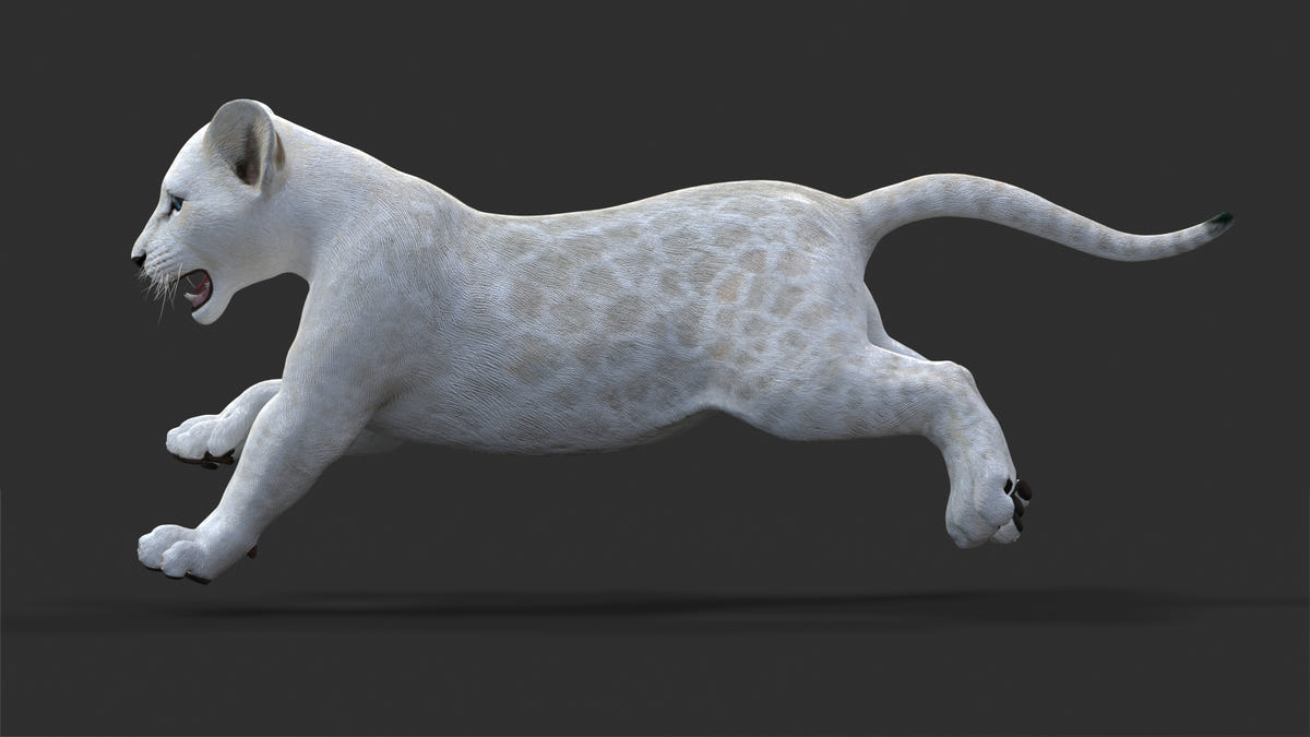 Animated Lion Cub 3D Model Bundle – Natural & White - 360 Degree View