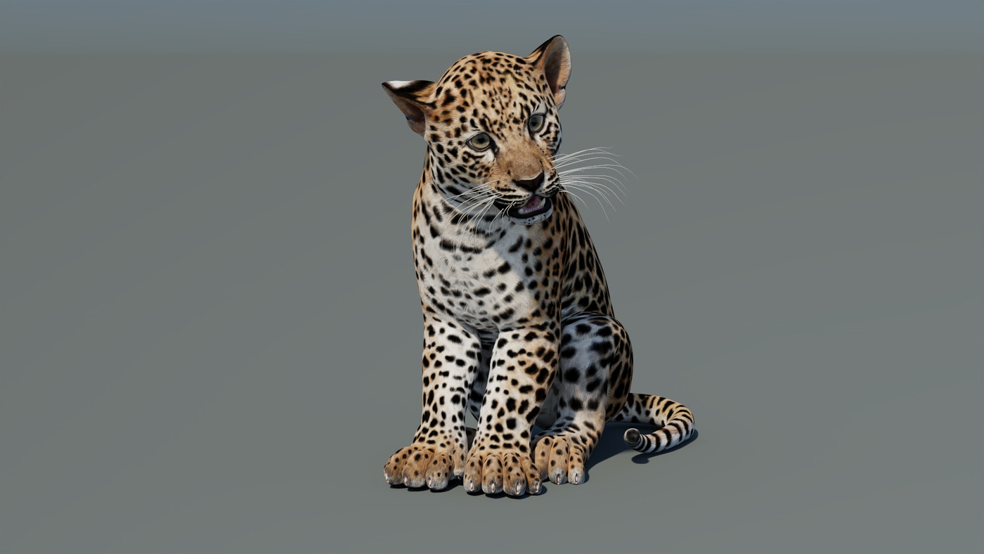 Animated Leopard Cub 3D Model - 360 Degree View