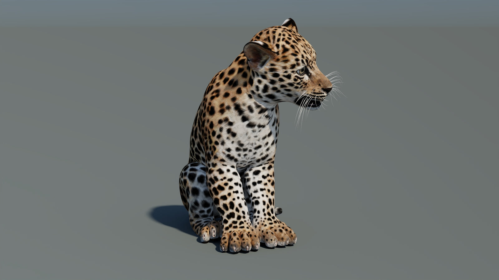 Animated Leopard Cub 3D Model 360° view 2 frame 6