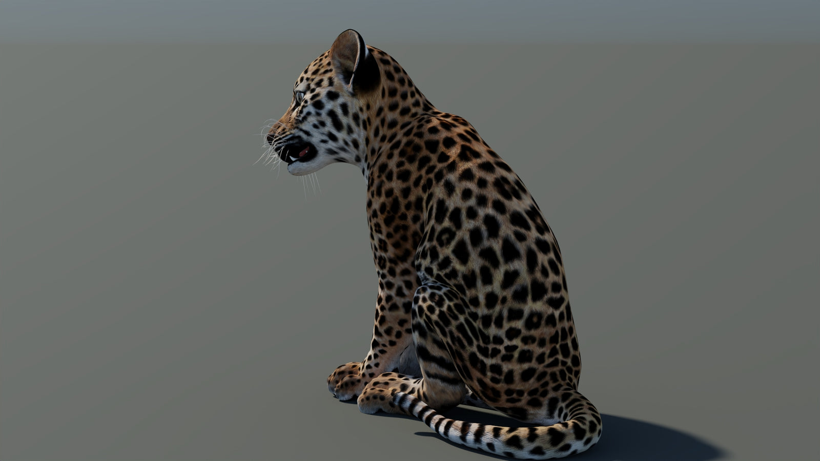 Animated Leopard Cub 3D Model 360° view 2 frame 26